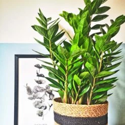 Réconciliation Végétale Plantes D'intérieur Et Fleurs D'intérieur Plante D'intérieur Facile D'entretien Sans Cache-pot -Plantes vertes Soldes plante d interieur facile d entretien sans cache pot 3