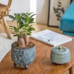 Réconciliation Végétale Plantes D'intérieur Et Fleurs D'intérieur Plante D'intérieur Ficus Microcarpia Ginseng -Plantes vertes Soldes plante d interieur ficus microcarpia ginseng 2