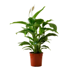 Flowy Plantes D'intérieur Et Fleurs D'intérieur Plante D'intérieur - Fleur De Lune