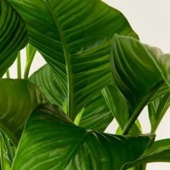 Flowy Plantes D'intérieur Et Fleurs D'intérieur Plante D'intérieur - Fleur De Lune -Plantes vertes Soldes plante d interieur fleur de lune 3