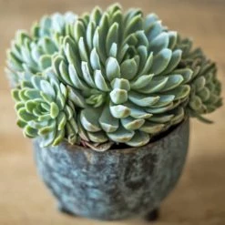 Réconciliation Végétale Plantes D'intérieur Et Fleurs D'intérieur Plante D'intérieur Grasse Facile D'entretien - Lot De 2 -Plantes vertes Soldes plante d interieur grasse facile d entretien lot de 2 2