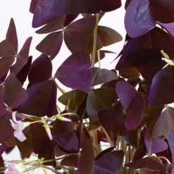 Réconciliation Végétale Plantes D'intérieur Et Fleurs D'intérieur Plante D'intérieur : L'oxalis Triangularis + Cache-pot -Plantes vertes Soldes plante d interieur l oxalis triangularis cache pot 2