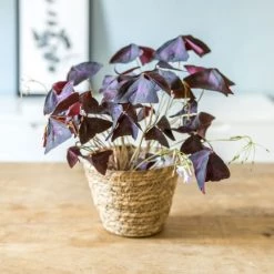 Réconciliation Végétale Plantes D'intérieur Et Fleurs D'intérieur Plante D'intérieur : L'oxalis Triangularis + Cache-pot