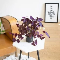Réconciliation Végétale Plantes D'intérieur Et Fleurs D'intérieur Plante D'intérieur : L'oxalis Triangularis + Cache-pot -Plantes vertes Soldes plante d interieur l oxalis triangularis cache pot 3