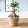Réconciliation Végétale Plantes D'intérieur Et Fleurs D'intérieur Plante D'intérieur : Le Ficus Microcarpia Ginseng + Cache-pot