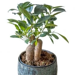 Réconciliation Végétale Plantes D'intérieur Et Fleurs D'intérieur Plante D'intérieur : Le Ficus Microcarpia Ginseng + Cache-pot -Plantes vertes Soldes plante d interieur le ficus microcarpia ginseng cache pot 2