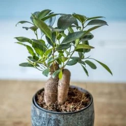 Réconciliation Végétale Plantes D'intérieur Et Fleurs D'intérieur Plante D'intérieur : Le Ficus Microcarpia Ginseng + Cache-pot -Plantes vertes Soldes plante d interieur le ficus microcarpia ginseng cache pot 3