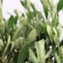 Flowy Plantes D'intérieur Et Fleurs D'intérieur Plante D'intérieur - Olivier De 90 Cm -Plantes vertes Soldes plante d interieur olivier de 90 cm 2