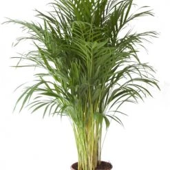 Flowy Plantes D'intérieur Et Fleurs D'intérieur Plante D'intérieur - Palmier Areca De 120cm