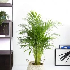 Flowy Plantes D'intérieur Et Fleurs D'intérieur Plante D'intérieur - Palmier Areca De 120cm -Plantes vertes Soldes plante d interieur palmier areca de 120cm 4