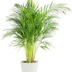 Flowy Plantes D'intérieur Et Fleurs D'intérieur Plante D'intérieur - Palmier Areca En Pot Bleu Gris (120cm) -Plantes vertes Soldes plante d interieur palmier areca de 120cm en pot blanc gris 6