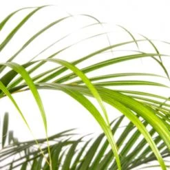 Flowy Plantes D'intérieur Et Fleurs D'intérieur Plante D'intérieur - Palmier Areca De 120cm En Pot Noir -Plantes vertes Soldes plante d interieur palmier areca de 120cm en pot noir 2