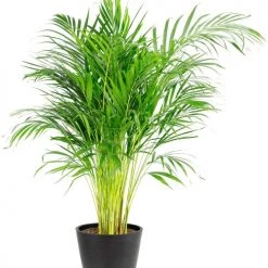 Flowy Plantes D'intérieur Et Fleurs D'intérieur Plante D'intérieur - Palmier Areca De 120cm En Pot Noir