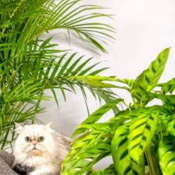 Flowy Plantes D'intérieur Et Fleurs D'intérieur Plante D'intérieur - Palmier Areca De 120cm En Pot Noir -Plantes vertes Soldes plante d interieur palmier areca de 120cm en pot noir 3