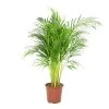 Flowy Plantes D'intérieur Et Fleurs D'intérieur Plante D'intérieur - Palmier Areca De 90 Cm