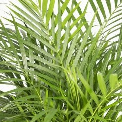 Flowy Plantes D'intérieur Et Fleurs D'intérieur Plante D'intérieur - Palmier Areca De 90 Cm -Plantes vertes Soldes plante d interieur palmier areca de 90 cm 2