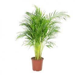 Flowy Plantes D'intérieur Et Fleurs D'intérieur Plante D'intérieur - Palmier Areca De 90 Cm