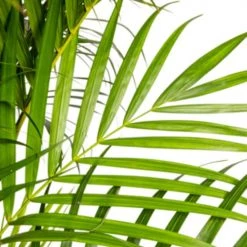 Flowy Plantes D'intérieur Et Fleurs D'intérieur Plante D'intérieur - Palmier Areca De 90 Cm -Plantes vertes Soldes plante d interieur palmier areca de 90 cm 3