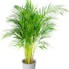 Flowy Plantes D'intérieur Et Fleurs D'intérieur Plante D'intérieur - Palmier Areca De 90 Cm En Pot Blanc Gris