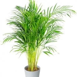 Flowy Plantes D'intérieur Et Fleurs D'intérieur Plante D'intérieur - Palmier Areca De 90 Cm En Pot Blanc Gris