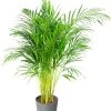 Flowy Plantes D'intérieur Et Fleurs D'intérieur Plante D'intérieur - Palmier Areca De 90 Cm En Pot Bleu Gris