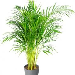 Flowy Plantes D'intérieur Et Fleurs D'intérieur Plante D'intérieur - Palmier Areca De 90 Cm En Pot Bleu Gris