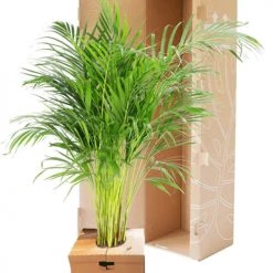 Flowy Plantes D'intérieur Et Fleurs D'intérieur Plante D'intérieur - Palmier Areca De 90 Cm En Pot Bleu Gris -Plantes vertes Soldes plante d interieur palmier areca de 90 cm en pot bleu gris 4