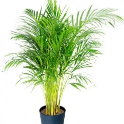Flowy Plantes D'intérieur Et Fleurs D'intérieur Plante D'intérieur - Palmier Areca De 90 Cm En Pot Bleu Nuit