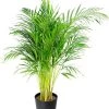 Flowy Plantes D'intérieur Et Fleurs D'intérieur Plante D'intérieur - Palmier Areca De 90 Cm En Pot Noir
