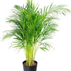 Flowy Plantes D'intérieur Et Fleurs D'intérieur Plante D'intérieur - Palmier Areca De 90 Cm En Pot Noir