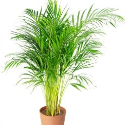 Flowy Plantes D'intérieur Et Fleurs D'intérieur Plante D'intérieur - Palmier Areca De 90 Cm En Pot Terra