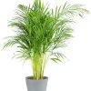 Flowy Plantes D'intérieur Et Fleurs D'intérieur Plante D'intérieur - Palmier Areca En Pot Bleu Gris (120cm)