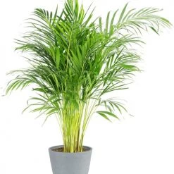 Flowy Plantes D'intérieur Et Fleurs D'intérieur Plante D'intérieur - Palmier Areca En Pot Bleu Gris (120cm)