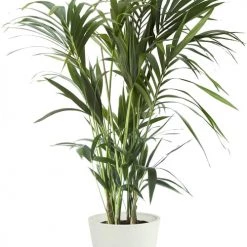 Flowy Plantes D'intérieur Et Fleurs D'intérieur Plante D'intérieur - Palmier Kentia De 120cm En Pot Blanc Gris