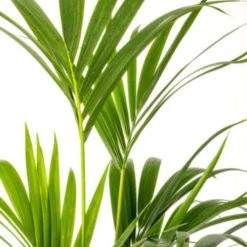 Flowy Plantes D'intérieur Et Fleurs D'intérieur Plante D'intérieur - Palmier Kentia De 120cm En Pot Blanc Gris -Plantes vertes Soldes plante d interieur palmier kentia de 120cm en pot blanc gris 4