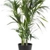 Flowy Plantes D'intérieur Et Fleurs D'intérieur Plante D'intérieur - Palmier Kentia De 120cm En Pot Noir
