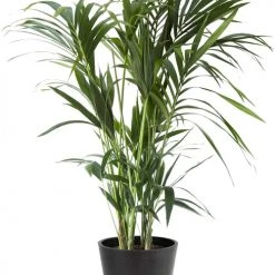 Flowy Plantes D'intérieur Et Fleurs D'intérieur Plante D'intérieur - Palmier Kentia De 120cm En Pot Noir