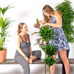 Flowy Plantes D'intérieur Et Fleurs D'intérieur Plante D'intérieur - Palmier Kentia De 120cm En Pot Noir -Plantes vertes Soldes plante d interieur palmier kentia de 120cm en pot noir 5