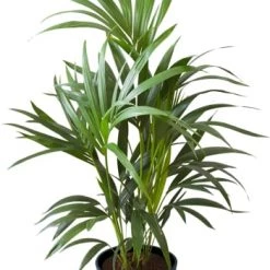 Flowy Plantes D'intérieur Et Fleurs D'intérieur Plante D'intérieur - Palmier Kentia De 90cm En Pot Terra -Plantes vertes Soldes plante d interieur palmier kentia de 90cm en pot bleu nuit 2