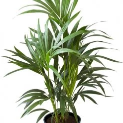 Flowy Plantes D'intérieur Et Fleurs D'intérieur Plante D'intérieur - Palmier Kentia De 90cm En Pot Bleu Nuit