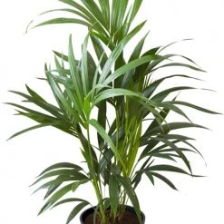 Flowy Plantes D'intérieur Et Fleurs D'intérieur Plante D'intérieur - Palmier Kentia De 90cm En Pot Noir