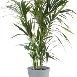 Plantes vertes Soldes 22 Flowy Plantes D'intérieur Et Fleurs D'intérieur Plante D'intérieur - Palmier Kentia En Pot Bleu Gris (120cm)