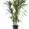 Flowy Plantes D'intérieur Et Fleurs D'intérieur Plante D'intérieur - Palmier Kentia Howea De 120cm