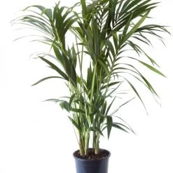 Flowy Plantes D'intérieur Et Fleurs D'intérieur Plante D'intérieur - Palmier Kentia Howea De 120cm