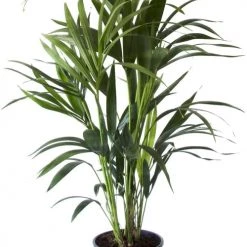 Flowy Plantes D'intérieur Et Fleurs D'intérieur Plante D'intérieur - Palmier Kentia Howea De 90cm