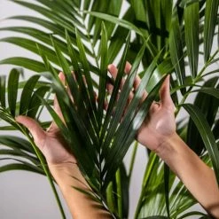 Flowy Plantes D'intérieur Et Fleurs D'intérieur Plante D'intérieur - Palmier Kentia Howea De 90cm -Plantes vertes Soldes plante d interieur palmier kentia howea de 90cm 3