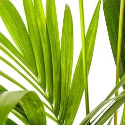 Flowy Plantes D'intérieur Et Fleurs D'intérieur Plante D'intérieur - Plamier Kentia De 90cm En Pot Bleu Gris -Plantes vertes Soldes plante d interieur plamier kentia de 90cm en pot bleu gris 2