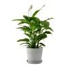 Flowy Plantes D'intérieur Et Fleurs D'intérieur Plante D'intérieur - Spathiphyllum 100 Cm En Pot Blanc Gris