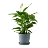 Flowy Plantes D'intérieur Et Fleurs D'intérieur Plante D'intérieur - Spathiphyllum 100 Cm En Pot Bleu Gris