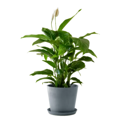 Flowy Plantes D'intérieur Et Fleurs D'intérieur Plante D'intérieur - Spathiphyllum 100 Cm En Pot Bleu Gris
